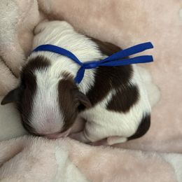 Boy1 - Liver and white male Shih Tzu puppy in Covina, California from Shih_doodle_Co