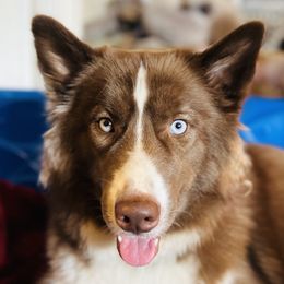 Cocoa - Siberian Husky