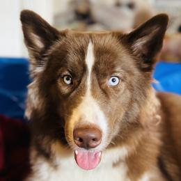 Cocoa - Siberian Husky
