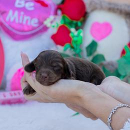 Flynn - Chocolate and tan male Dachshund puppy in Fort Myers, Florida from Blossom Paws