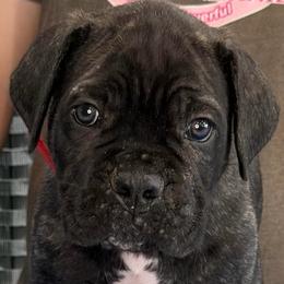Red Collar Boy - Vera x Lawman - AKC and ICCF - Black brindle male Cane Corso puppy in Gorman, Texas from McOmber Country Kennels