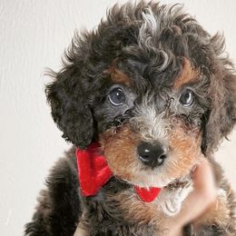 Rudolph - Bernedoodle puppy in Houston, Texas from Jomelkin Furry Pals