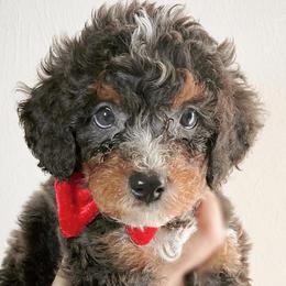 Rudolph - Bernedoodle puppy in Houston, Texas from Jomelkin Furry Pals
