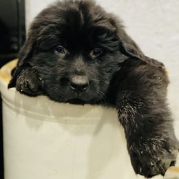 Girl 1 - Newfoundland puppy in Tully, New York from Bear Paw Newfoundlands