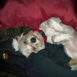 Jasper - Maltipoo