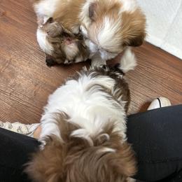Shih Tzu Puppies from Wood Foo Breeders