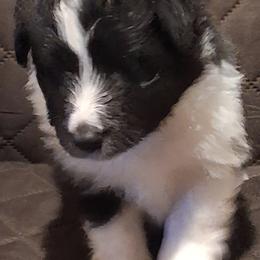 Shetland Sheepdog Puppies from Country Acres Shetland Sheepdogs