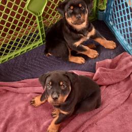 Rottweiler Puppies from Gregory Mulkey's Rottweilers