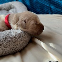 Boy 8 - Wolfe Red collar - Golden male Golden Retriever puppy in Amherst, Virginia from Clearvu Kennels