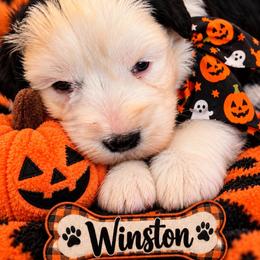 Winston - Parti male Miniature Schnauzer puppy in Carriere, Mississippi from Sassy Schnauzers