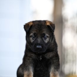 Red collar - Sable male German Shepherd puppy in Portland, Tennessee from Howixx German Shepherds