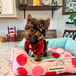 Little Finn - Chocolate and tan male Yorkshire Terrier puppy in Yuma, Arizona from Yuma Yorkie
