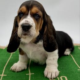 Peanut Pattie - Black white and brown female Basset Hound puppy in Konawa, Oklahoma from Circle H Basset Hounds