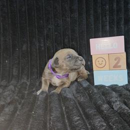 Purple collar - Gray brindle female Cane Corso puppy in Fritch, Texas from Carrie Brown's Cane Corsos