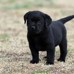 Fancy Girl 6 - Yellow Collar - Black female Labrador Retriever puppy in Point, Texas from Lakylu Kennels