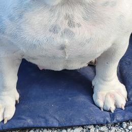 Snowie - Bulldog