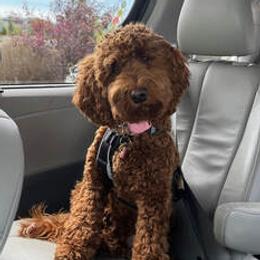 Lily - Australian Labradoodle