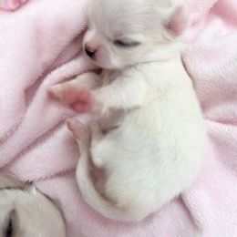 Chihuahua Puppies from Cranbrook Kennels