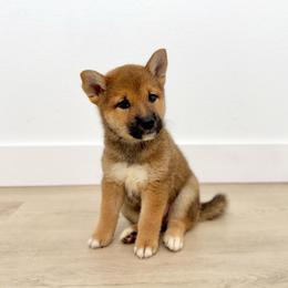 Kaiju - Red male Shiba Inu puppy in Houston, Texas from Sakura Blossom Shibas