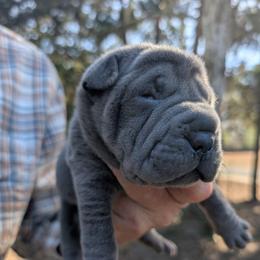 Girl 1 - Blue female Chinese Shar-Pei puppy in Autryville, North Carolina from T&D'S Razen Wrinkles Shar-pei