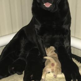 Labrador Retrievers from Turtle Creek Labradors