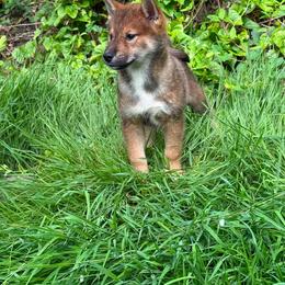 Blue - Sesame male Shikoku Ken puppy in Charleston, West Virginia from Kiseki No Yama