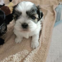 Male 1 - Tricolor male Shih Tzu puppy in Riverview, Florida from Dancing Sun Breeding