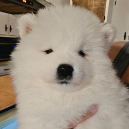 RED - White male Samoyed puppy in San Antonio, Texas from Hill Country Samoyeds