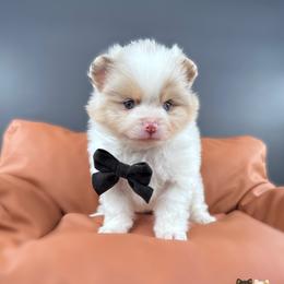 Cruz - Chocolate merle male Pomeranian puppy in Menifee, California from Petite Poms Of CA