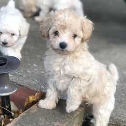Ledger - Apricot Poodle puppy in Woodson, Illinois from Elsa’s Mini Poodles