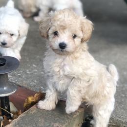 Ledger - Apricot Poodle puppy in Woodson, Illinois from Elsa’s Mini Poodles