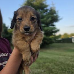 Dachshund Puppies from Emily King