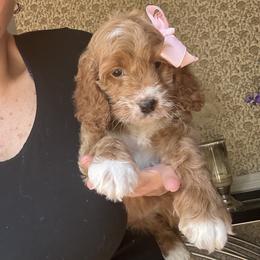 Rita - Red and white female Cockapoo puppy in Mint Hill, North Carolina from DoodleForever