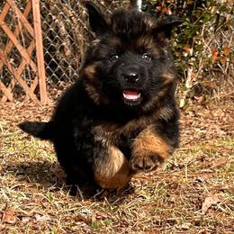 German Shepherd Puppies from Tabor Springs GSD