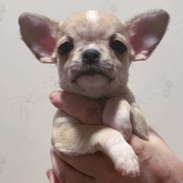Chihuahua Puppies from Precious Paws of Florida