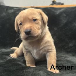 Archer - Yellow male Labrador Retriever puppy in Tigard, Oregon from Morrison Labrador Retreivers