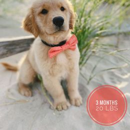 Golden Retriever Puppies from OPK GOLDENS