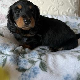 Batman - Black and tan male Dachshund puppy in Temecula, California from Naomi Magee's Dachshund Kennel