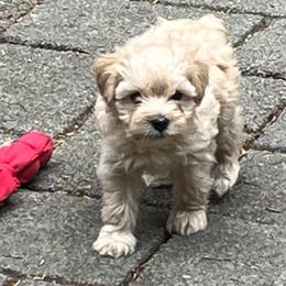 Levi - Wheaten male Miniature Schnauzer puppy in Port Orchard, Washington from Silver Bells Miniature Schnauzers