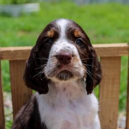 Gentry - Liver white and tan male English Springer Spaniel puppy in Winchester, Kentucky from Hidden Springs Farm