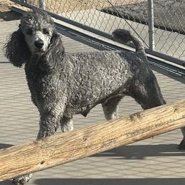 Dakota - Poodle