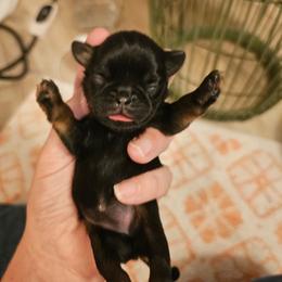 Little georgie yellow - Black and tan female Brussels Griffon puppy in Welch, Minnesota from Baringer Brussels
