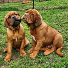 Dogues de Bordeaux from Magnificent Mastiffs of Atlanta