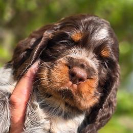 Baker - Liver and white male English Springer Spaniel puppy in Hephzibah, Georgia from Sidel's Springers