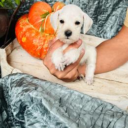 Copper - Wheaten male Miniature Schnauzer puppy in Moreauville, Louisiana from Bayou Schnauz and Dals