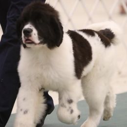 Newfoundlands from Sea Bound Newfoundlands