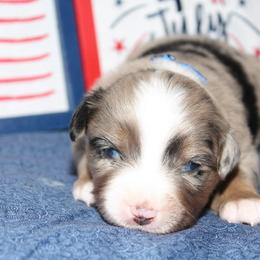 Patriot - Blue merle male Miniature Australian Shepherd puppy in Kissee Mills, Missouri from Clinkenbeard Kennel
