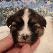 Presley - Black gold and white female Mal-Shi puppy in Richmond, Missouri from Natalie's Happy Fur Paw Shih-Tzues and More