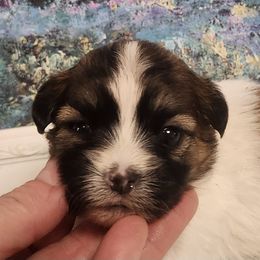 Presley - Black gold and white female Mal-Shi puppy in Richmond, Missouri from Natalie's Happy Fur Paw Shih-Tzues and More