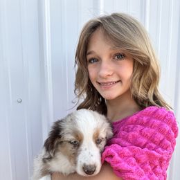 Miniature Australian Shepherd Puppies from Reeds Cattle Co.